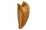 Serrated, Raptor Tooth - Real Dinosaur Tooth #80041-1